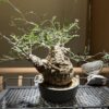 Operculicarya pachypus