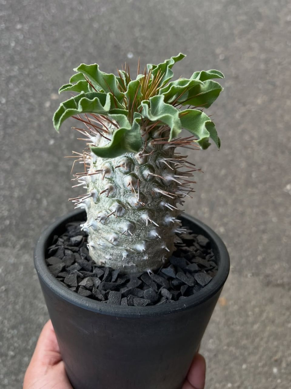 🌵 Pachypodium namaquanum