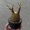 Pachypodium gracilius