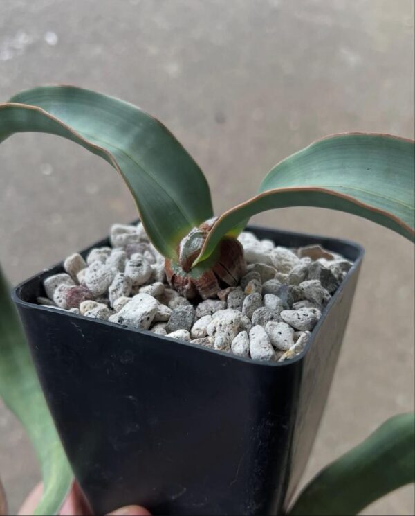 Welwitschia mirabilis