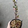 Fouquieria fasciculata