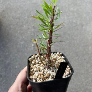 Fouquieria plupsy