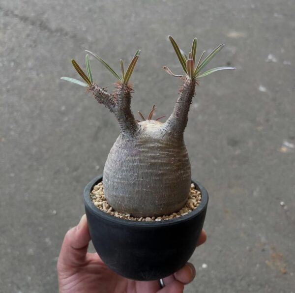 Pachypodium gracilius - Image 3