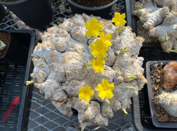 Pachypodium brevicaule - Image 2