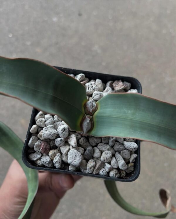 Welwitschia mirabilis - Image 3