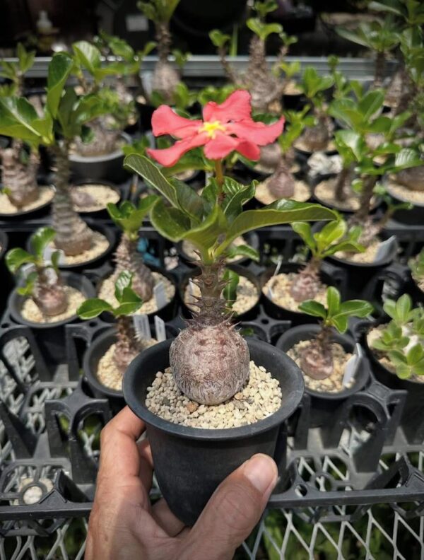 Pachypodium windsorii - Image 2