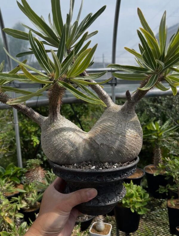 Pachypodium gracilius - Image 2