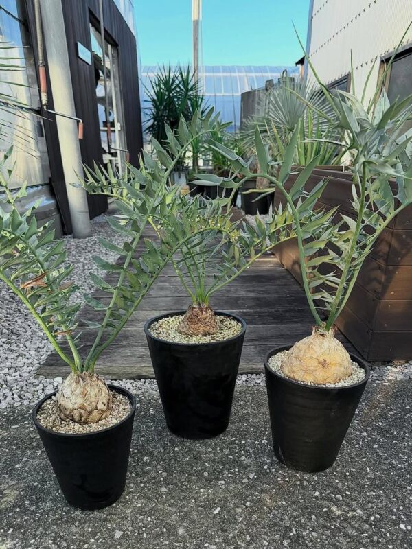 Encephalartos horridus