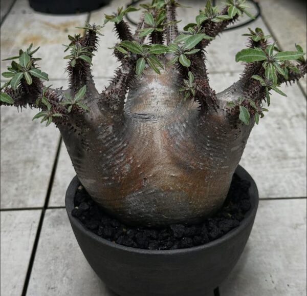 Pachypodium makayense
