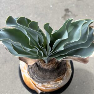 Alternative view of Bouffant Haemanthoides