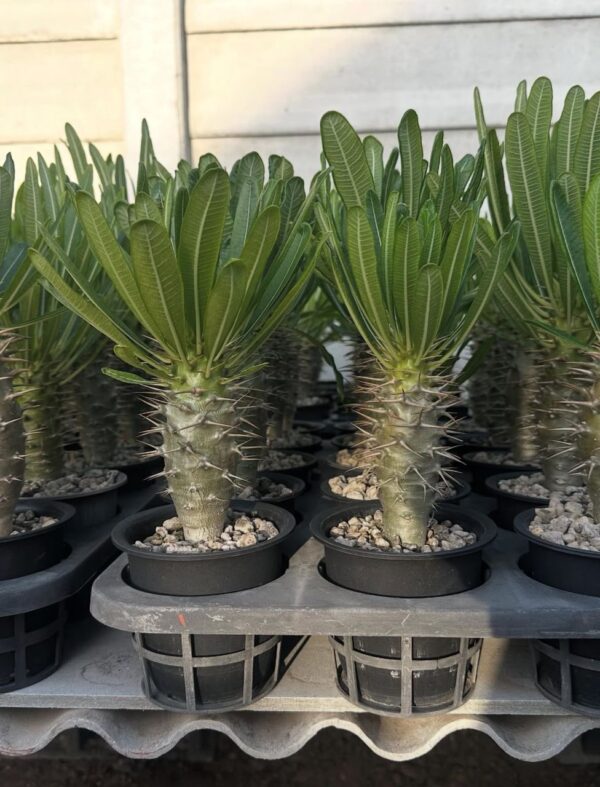 Pachypodium Ambongense - Image 2