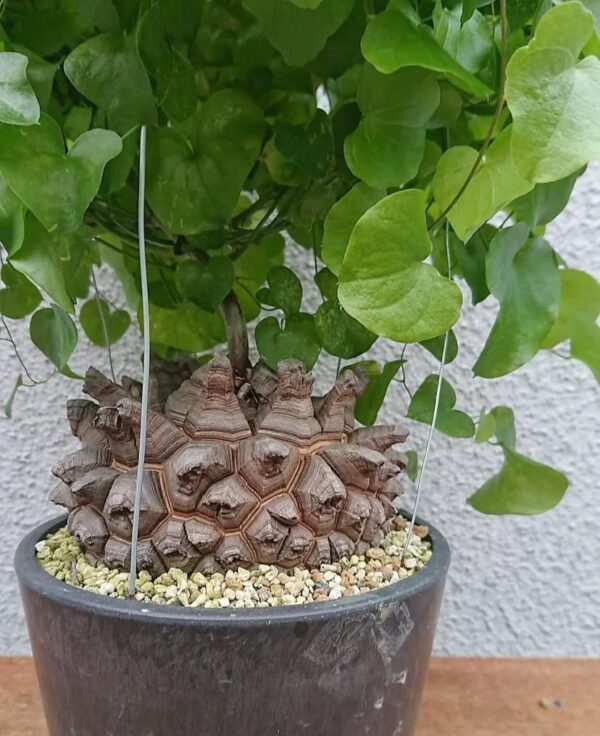 Dioscorea elephant - Image 2