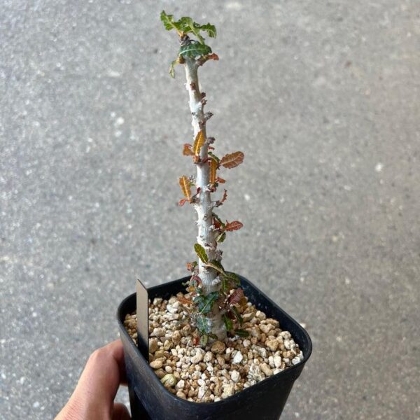 Boswellia nana - Image 3