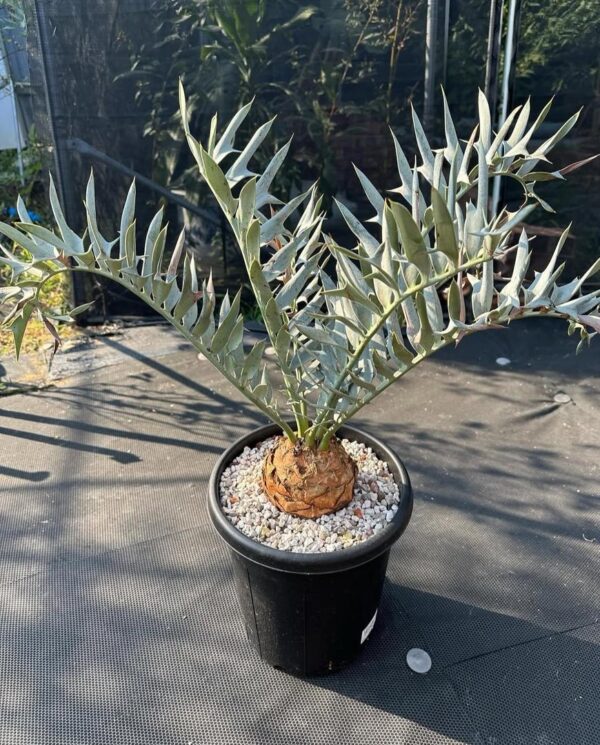 Encephalartos horridus - Image 2