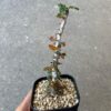 Boswellia nana