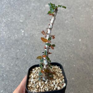 Boswellia nana