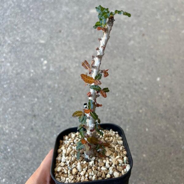 Boswellia nana