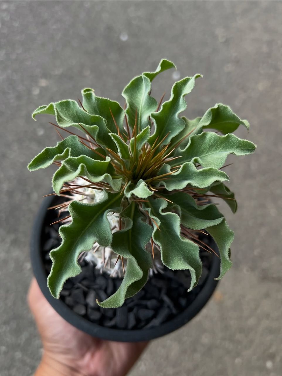 🌵 Pachypodium namaquanum - Image 3