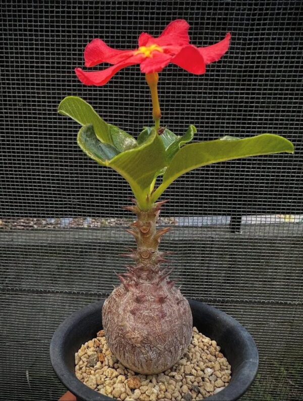 Pachypodium windsorii