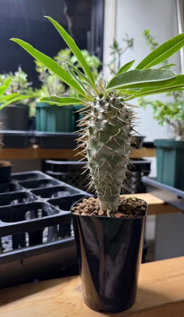 Pachypodium lamerei