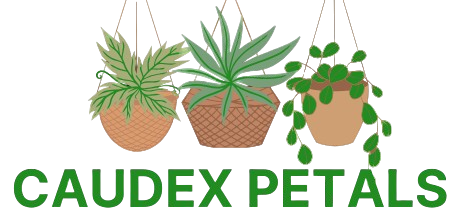 Caudex petals
