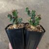 Euphorbia clavigera