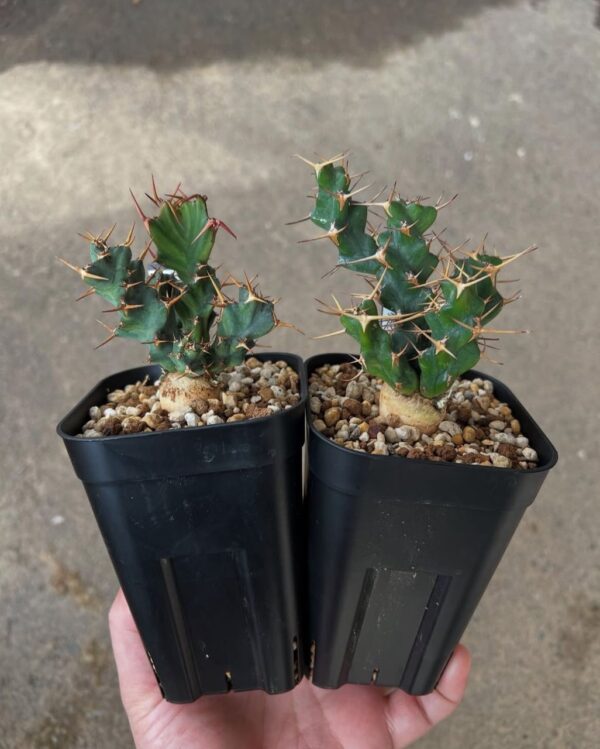 Euphorbia clavigera