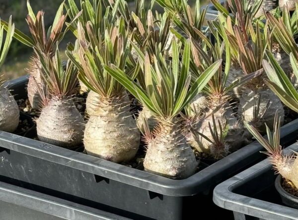 Pachypodium gracilius - Image 3