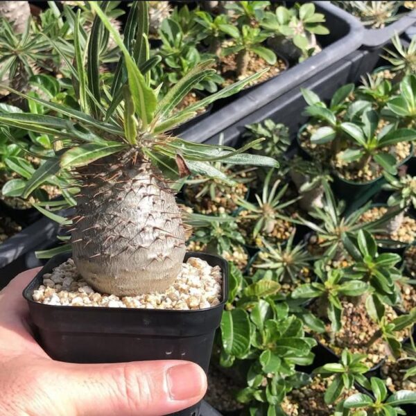 Pachypodium gracilius - Image 4