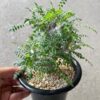 Boswellia neglecta