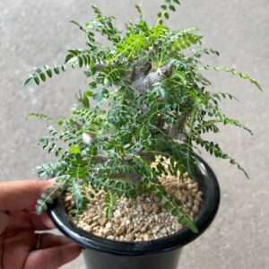 Boswellia neglecta