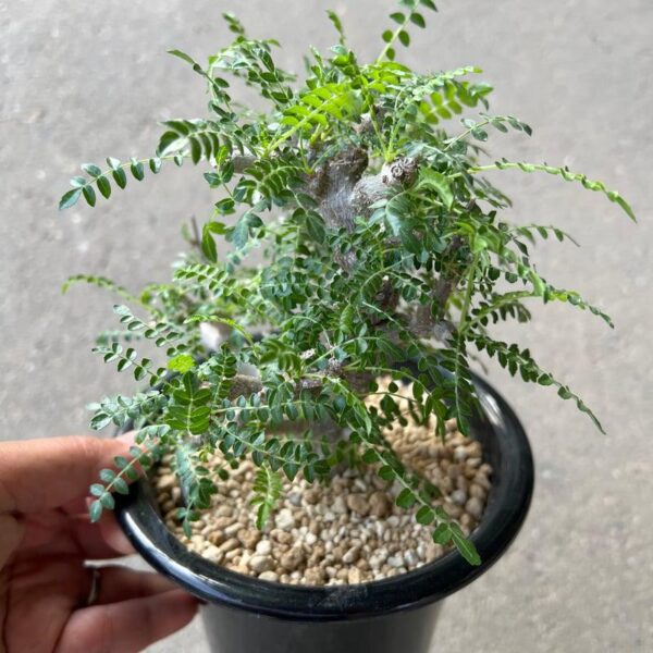 Boswellia neglecta