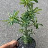 Dorstenia gigas
