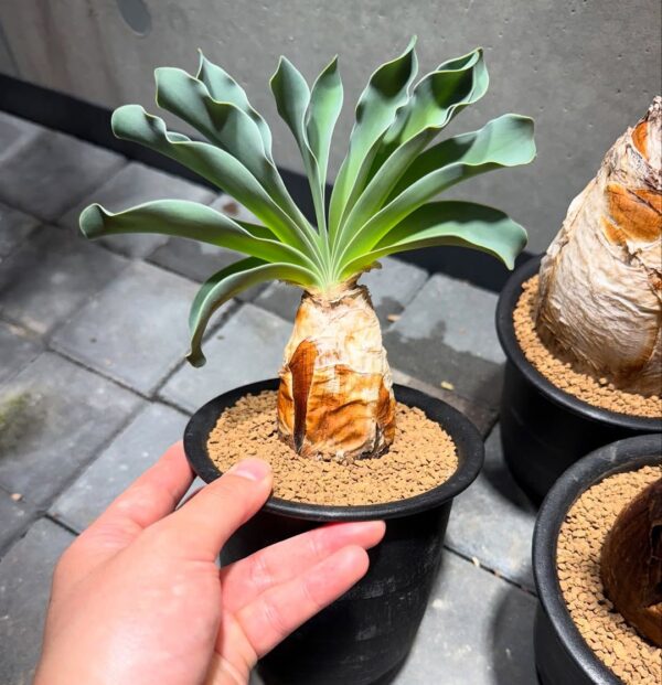 🌺 Boophone disticha
