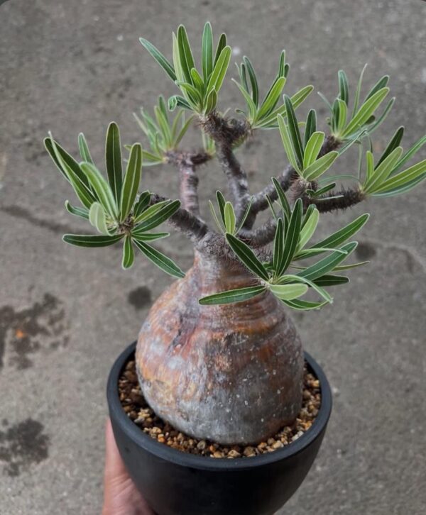 Pachypodium gracilius - Image 2