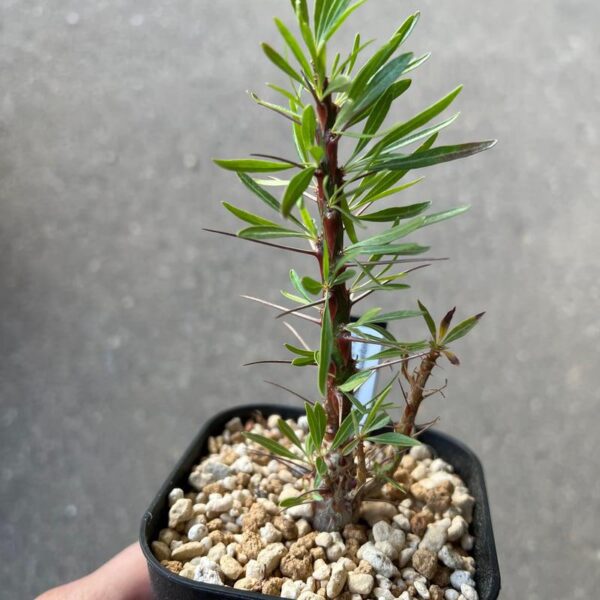 Fouquieria plupsy - Image 3