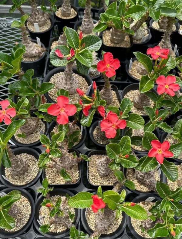 Pachypodium windsorii - Image 3