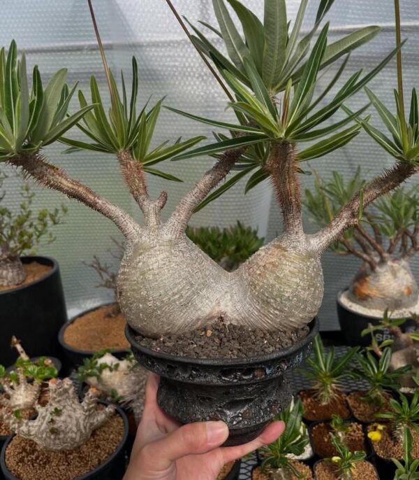 Pachypodium gracilius