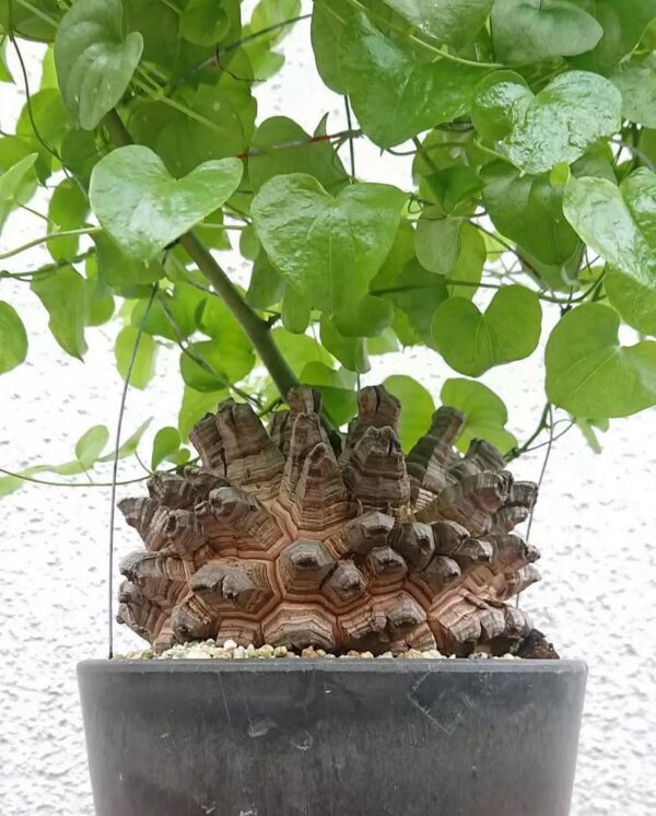 Dioscorea elephant