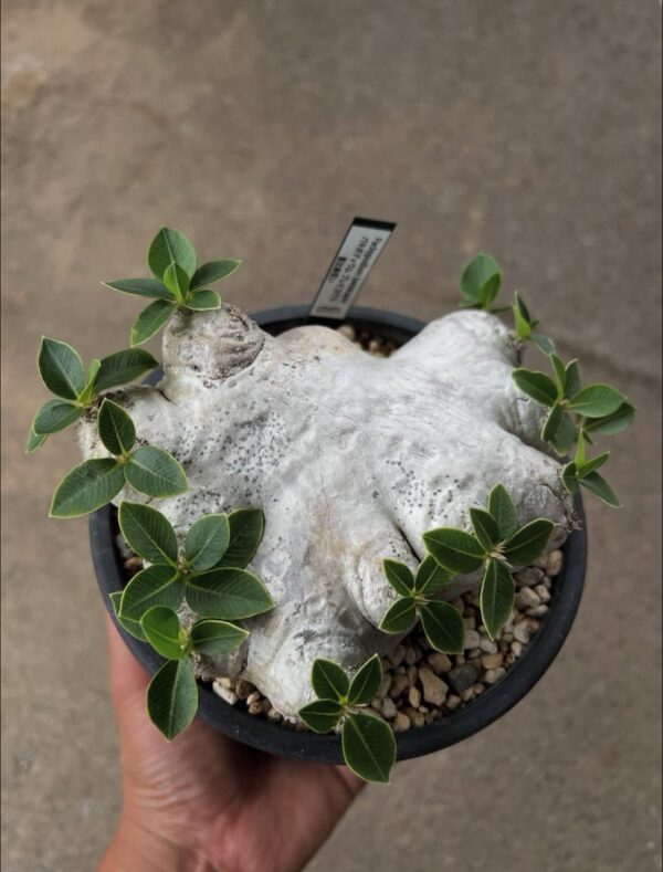 Pachypodium brevicaule - Image 3