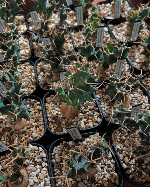 Euphorbia clavigera - Image 2