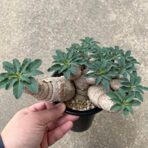 Euphorbia tuberosa