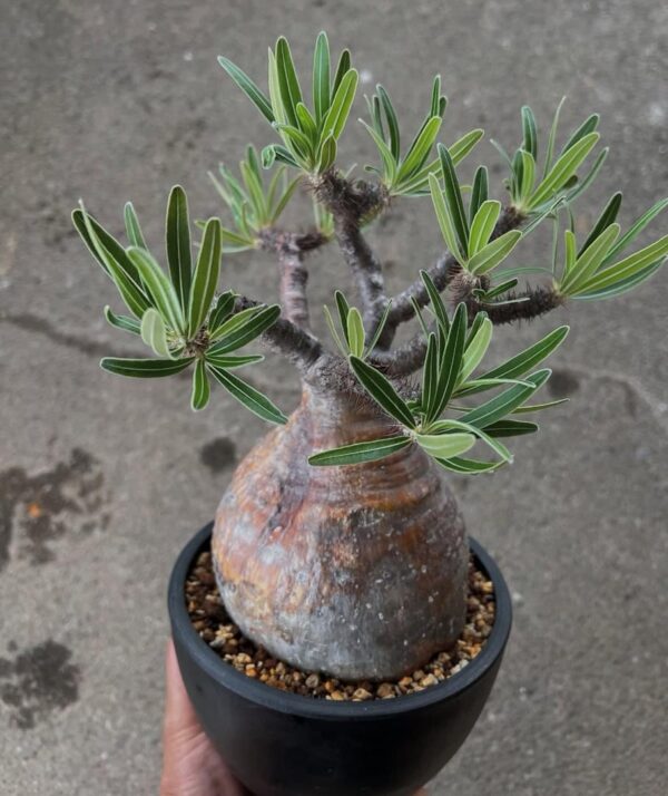 Pachypodium gracilius