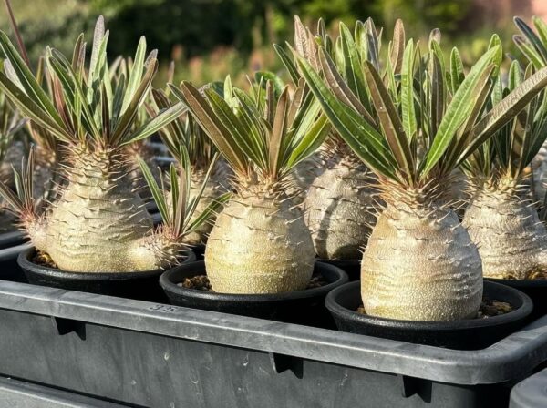 Pachypodium gracilius