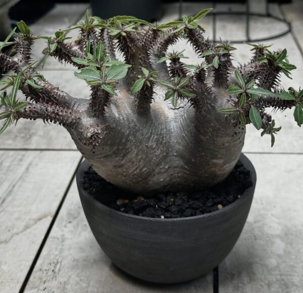 Pachypodium makayense - Image 3