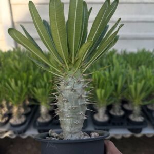 Pachypodium Ambongense
