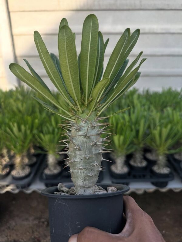 Pachypodium Ambongense