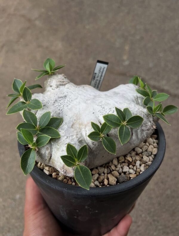 Pachypodium brevicaule