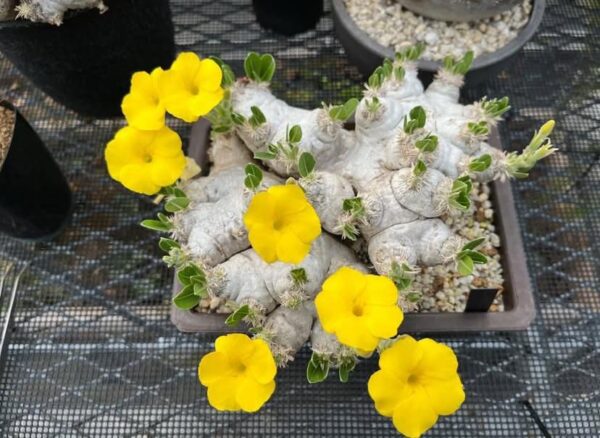 Pachypodium brevicaule