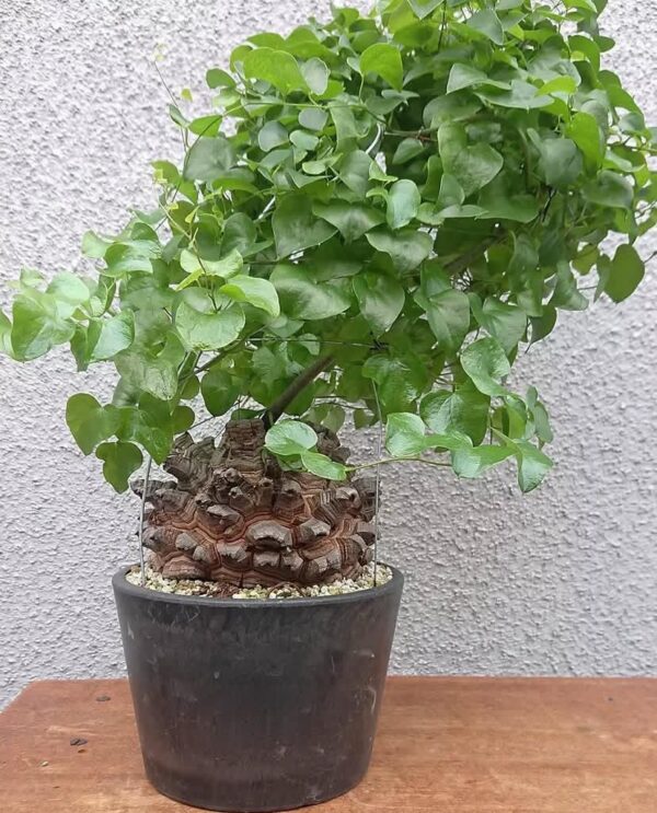 Dioscorea elephant - Image 4